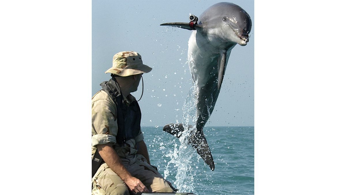 Military Marine Mammals