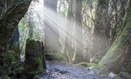 This rainforest was once a grassland savanna maintained by Aboriginal people – until colonisation