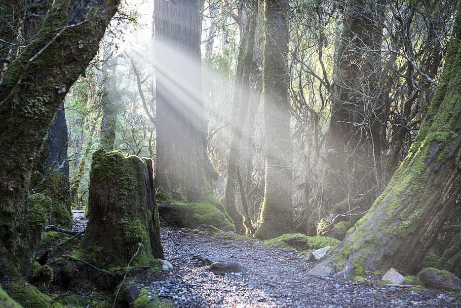 This rainforest was once a grassland savanna maintained by Aboriginal people – until colonisation