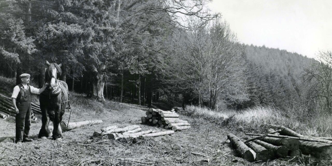 The colonial origins of scientific forestry in Britain