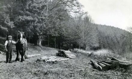 The colonial origins of scientific forestry in Britain