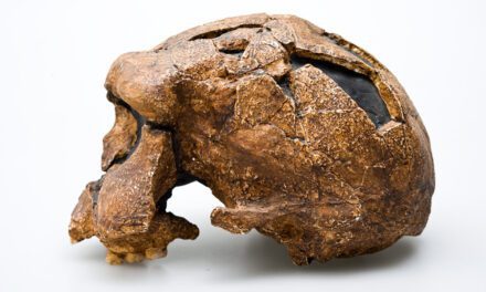 When did Homo erectus die out? A fresh look at the demise of an ancient human species over 100,000 years ago