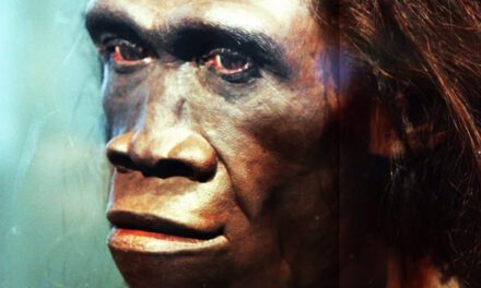 A snapshot of our mysterious ancestor Homo erectus