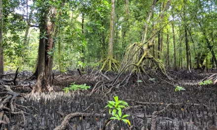 5,700 years of sea-level change in Micronesia hint at humans arriving much earlier than we thought