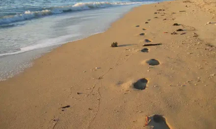 An incredible journey: the first people to arrive in Australia came in large numbers, and on purpose