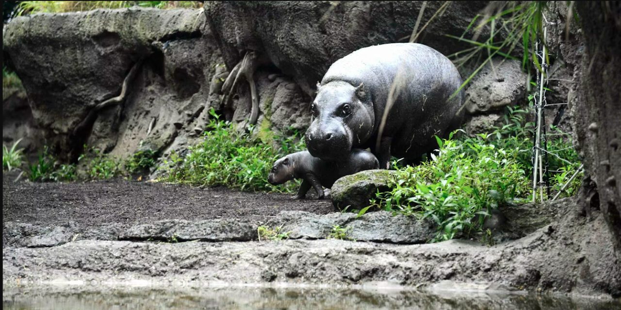 Small populations of Stone Age people drove dwarf hippos and elephants to extinction on Cyprus