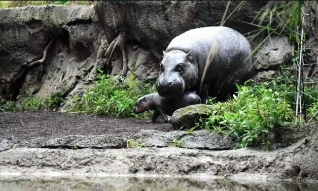 Small populations of Stone Age people drove dwarf hippos and elephants to extinction on Cyprus